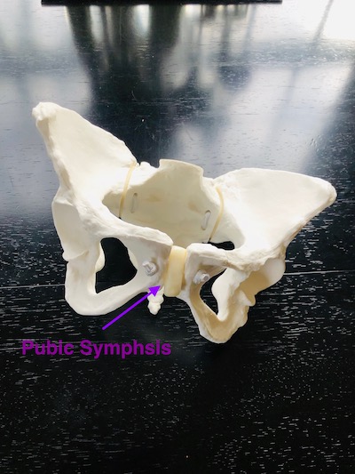 Body Ready Method - Pain in the pubic bone? It's called SPD (symphysis  pubis dysfunction) and it can be absolutely awful for those who experience  it😣! But there is hope 🙌 !